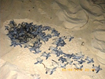 Baby Turtles - St Lucia Turtle Tours